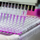 a photo of a Researcher using micropipettes with purple-colored solution, for biologic tests
