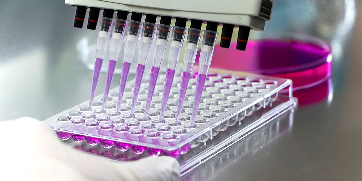 a photo of a Researcher using micropipettes with purple-colored solution, for biologic tests